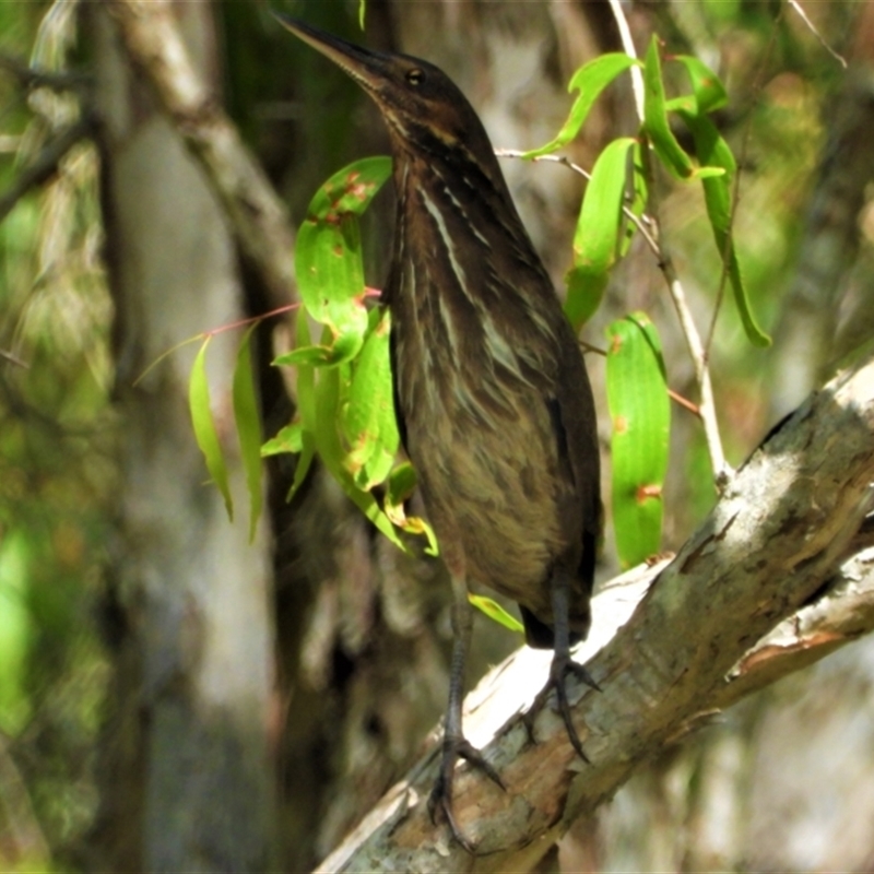 Ixobrychus flavicollis