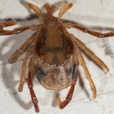 dorsal view - note prominent marginal body fold