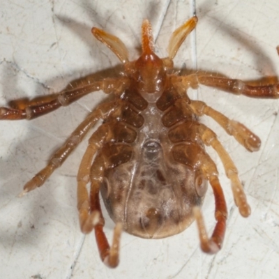 ventral view - note first and last legs brown while other legs are pale.