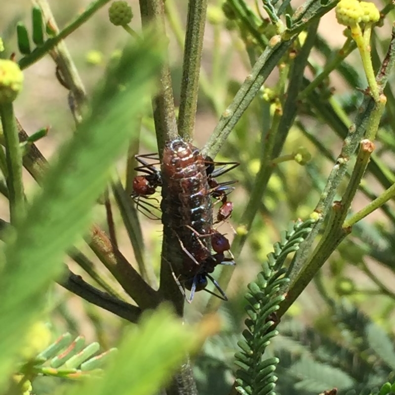 Jalmenus ictinus