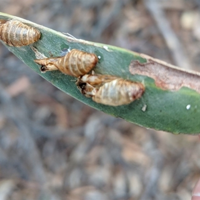 Pupal cases