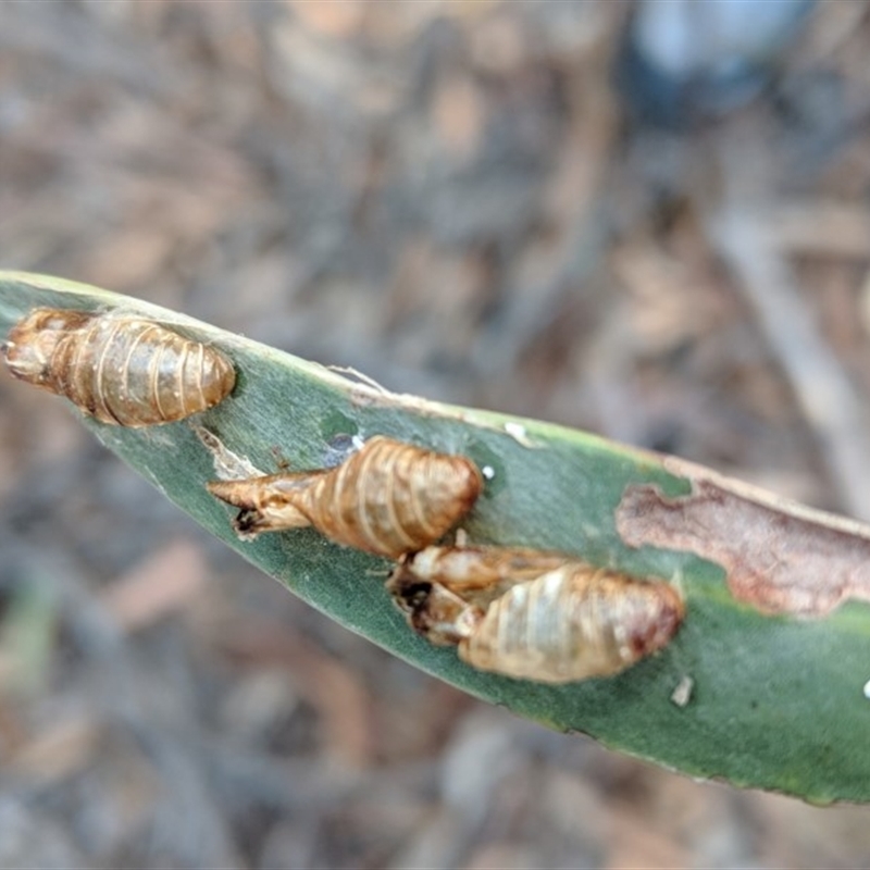 Jalmenus sp. (genus)