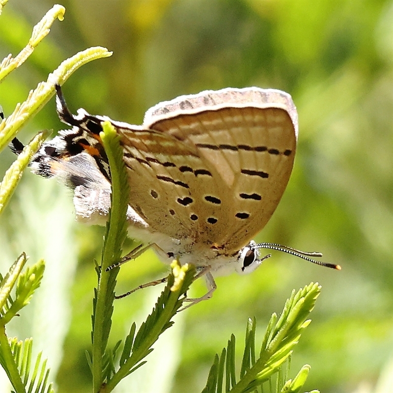 Jalmenus sp. (genus)