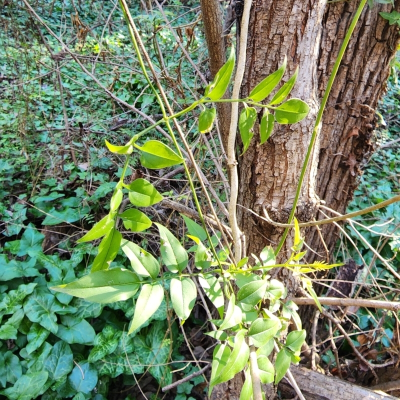 Jasminium polyanthum