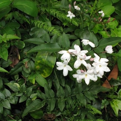 Jasminum polyanthum