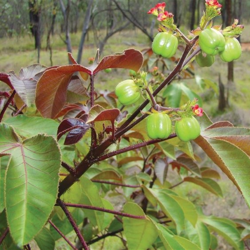 Jatropha gossypiifolia