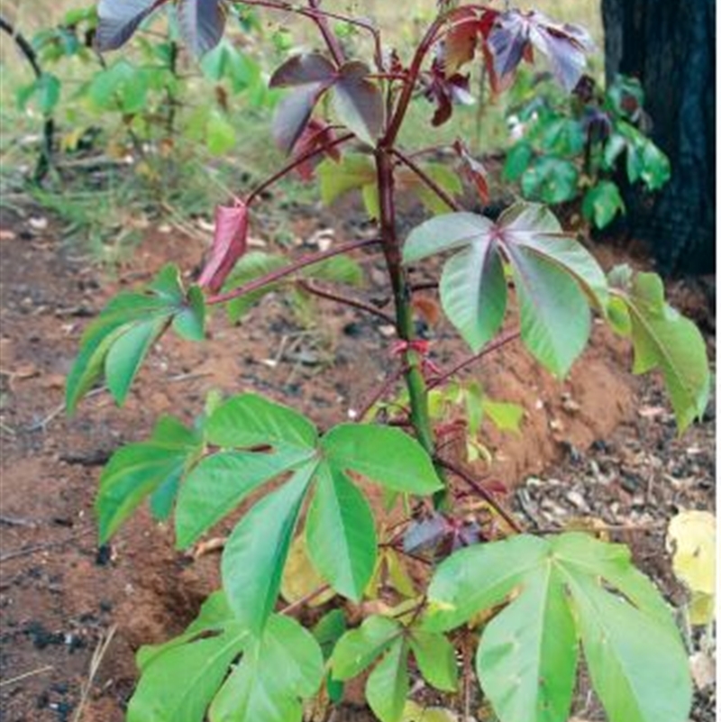 Jatropha gossypiifolia