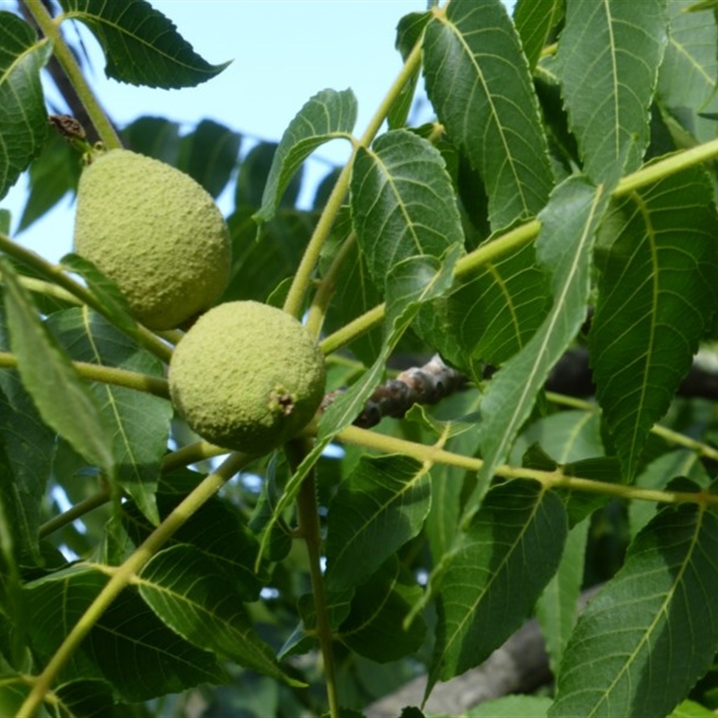 Juglans nigra