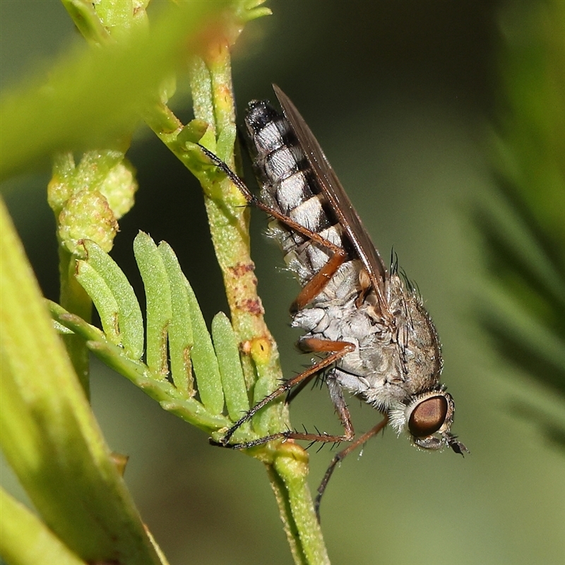 Anabarhynchus plumbeoides