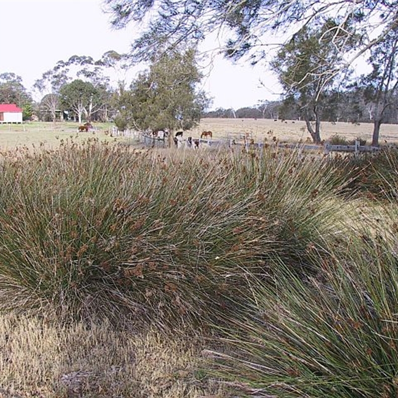 Juncus acutus