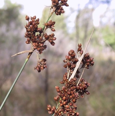 Juncus acutus