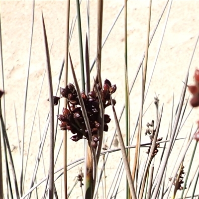 Juncus acutus subsp. acutus