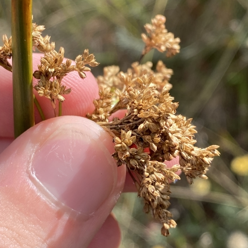 Juncus alexandri subsp. alexandri