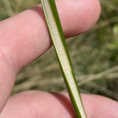 Juncus alexandri subsp. alexandri