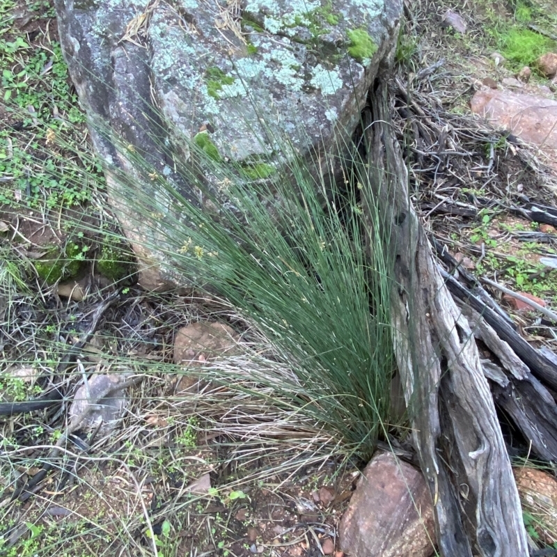 Juncus aridicola