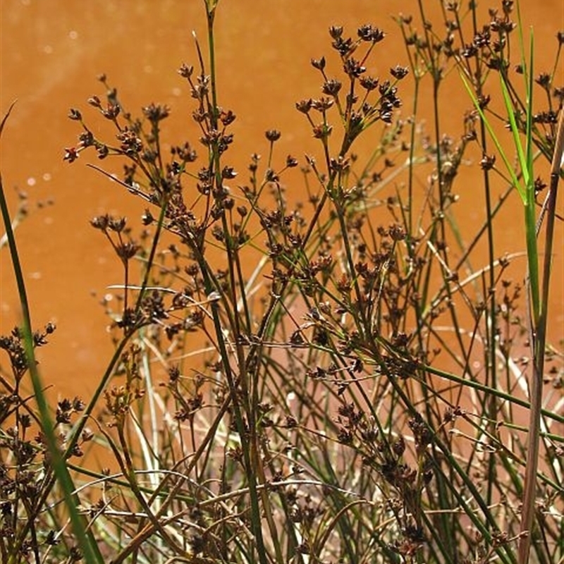 Juncus articulatus