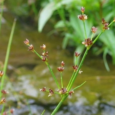 Juncus articulatus