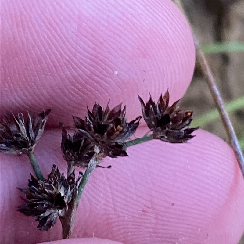 Juncus articulatus subsp. articulatus