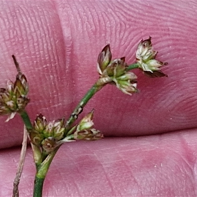 Juncus articulatus subsp. articulatus