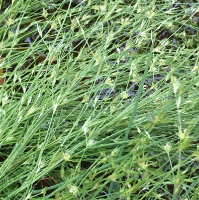 Juncus bufonius