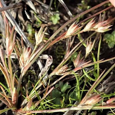 Juncus bufonius