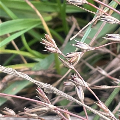 Juncus bufonius