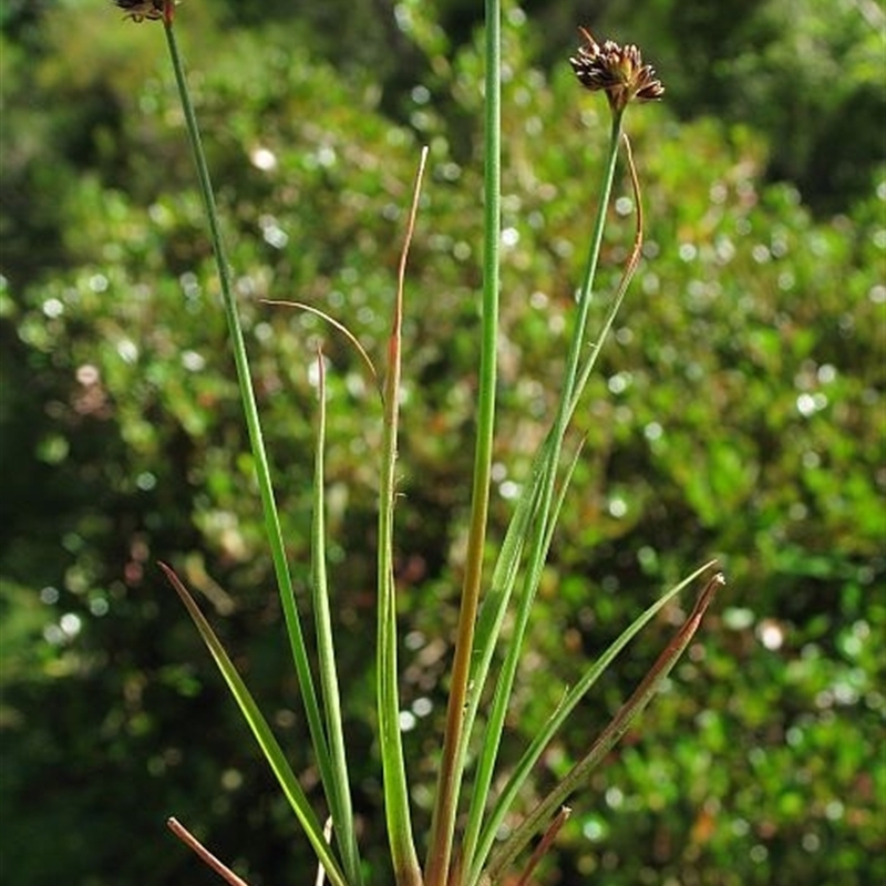 Juncus caespiticius