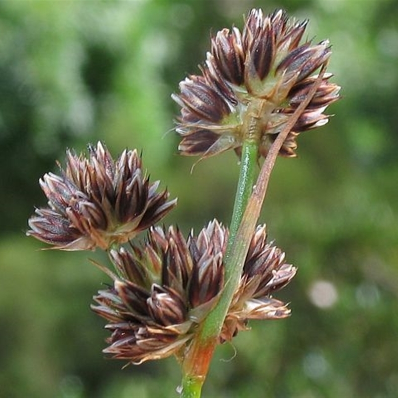 Juncus caespiticius