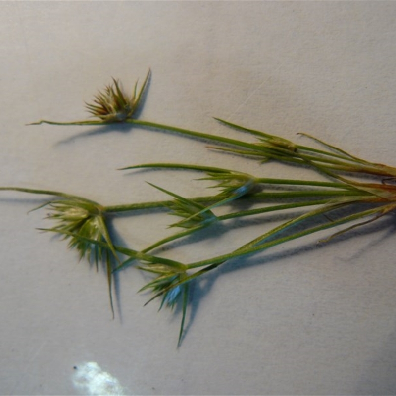 Juncus capitatus