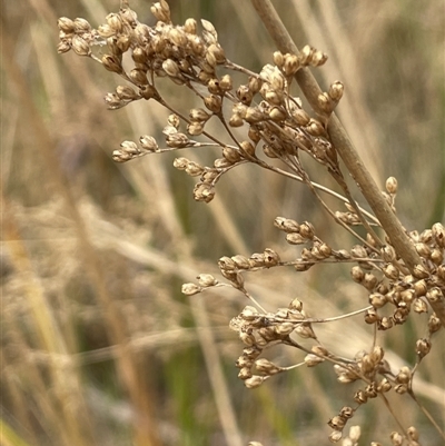 Juncus continuus