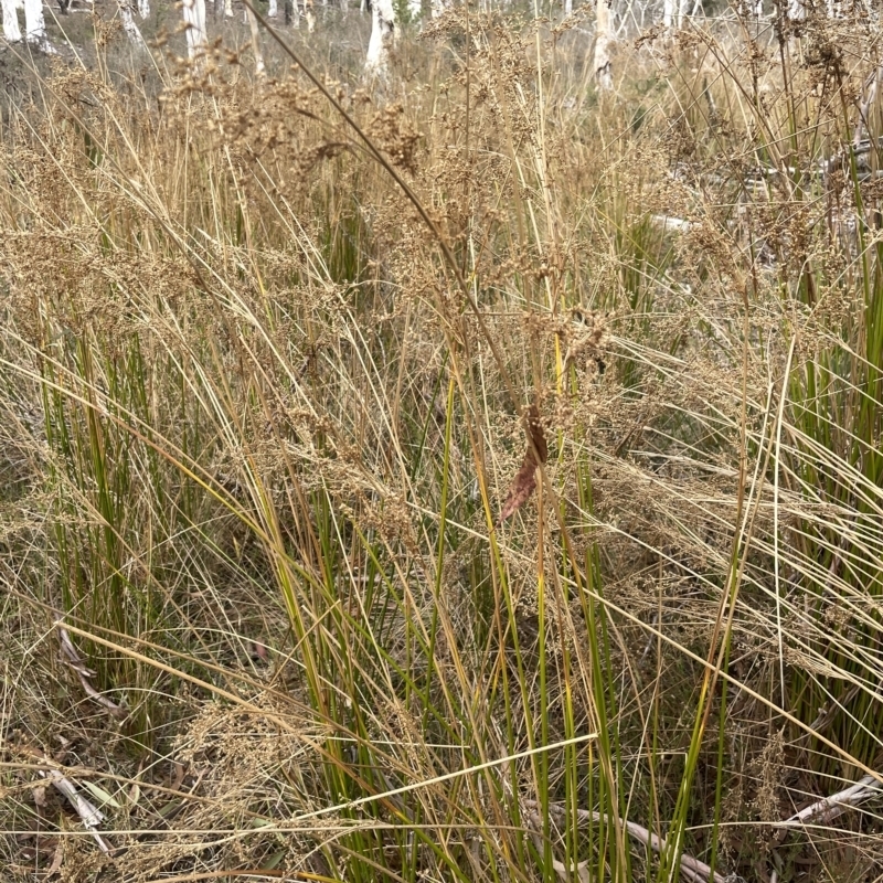 Juncus continuus