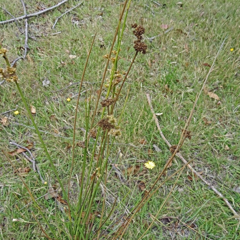 Juncus filicaulis