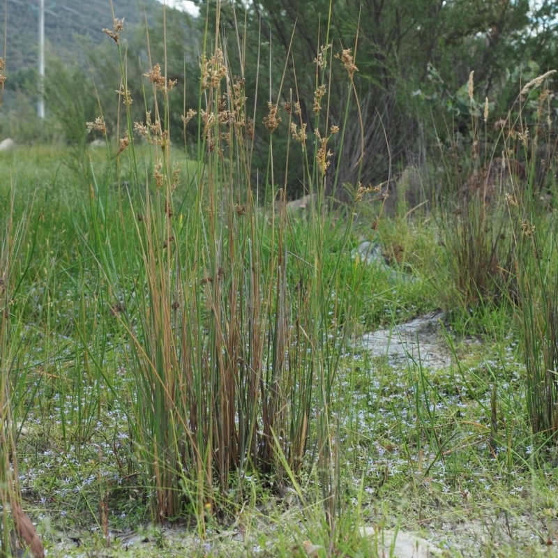 Juncus flavidus