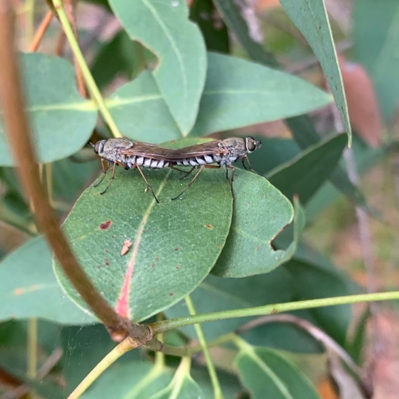 Anabarhynchus sp. (genus)