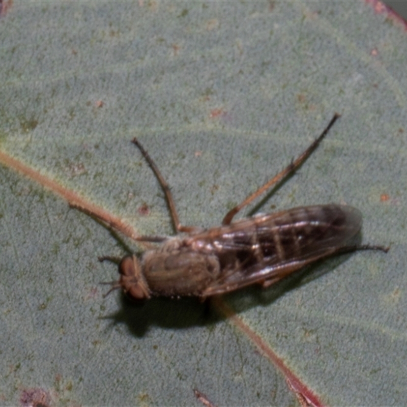 Anabarhynchus sp. (genus)