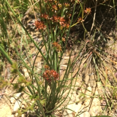 Juncus holoschoenus