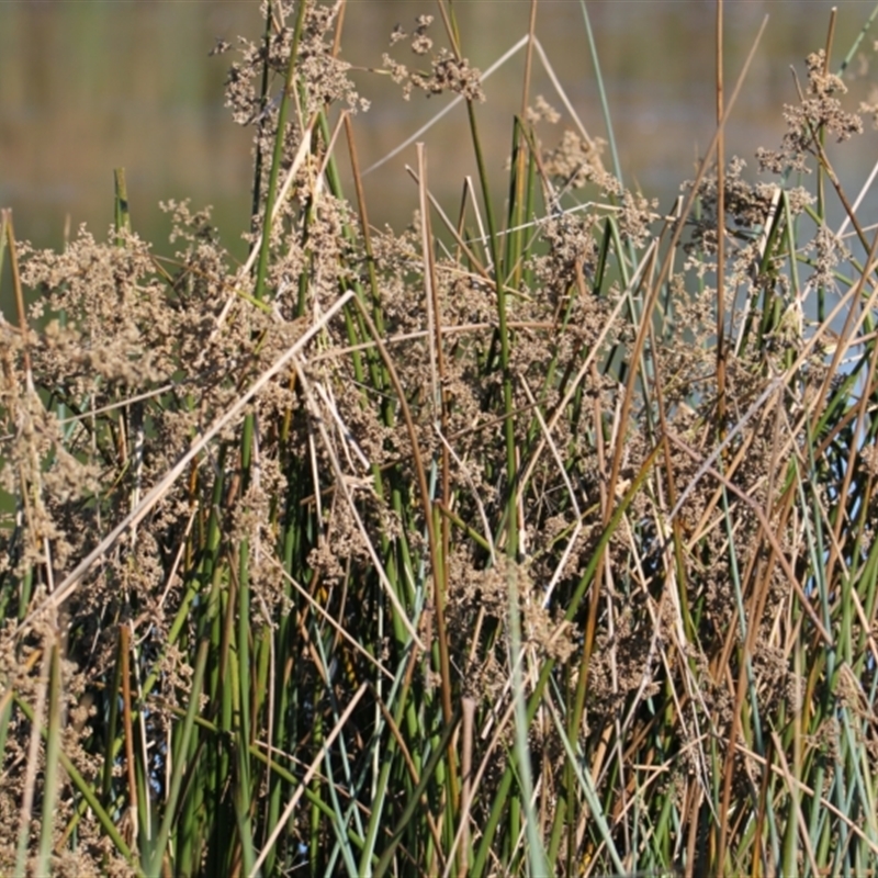 Juncus ingens