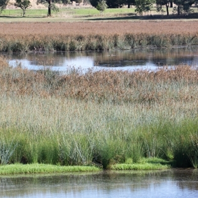 Juncus ingens