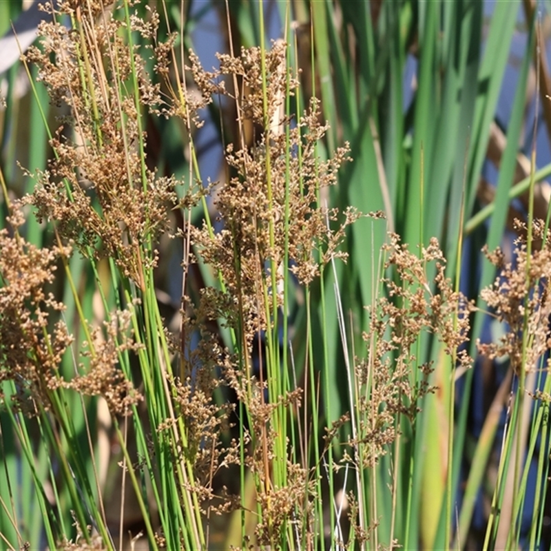 Juncus ingens