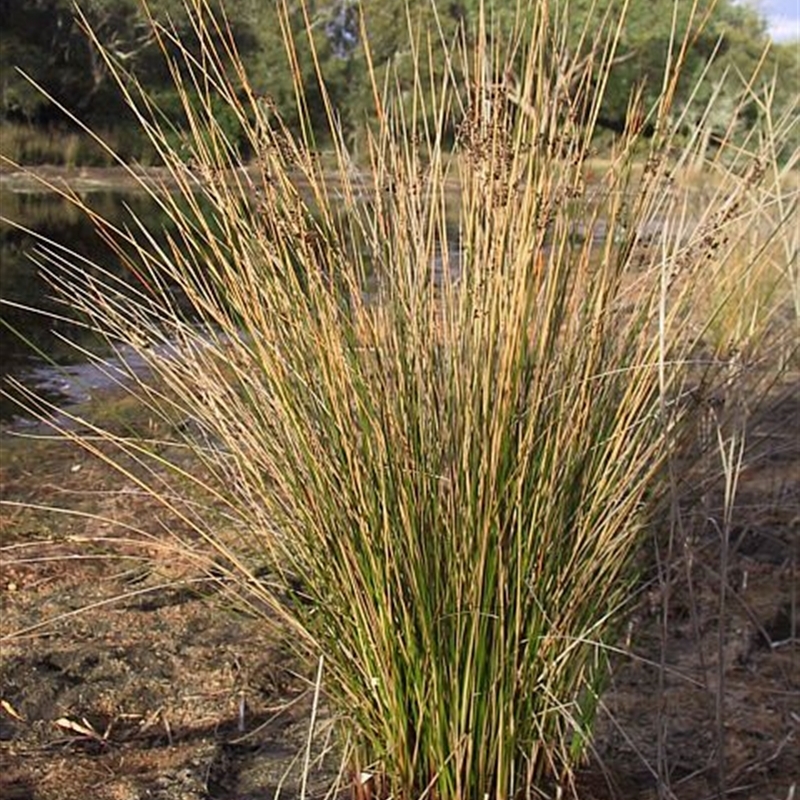 Juncus kraussii subsp. australiensis