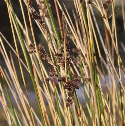 Juncus kraussii subsp. australiensis