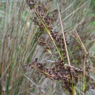 Juncus kraussii subsp. australiensis