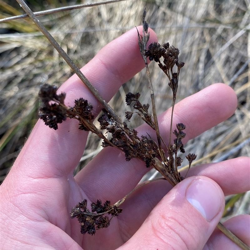 Juncus kraussii subsp. australiensis