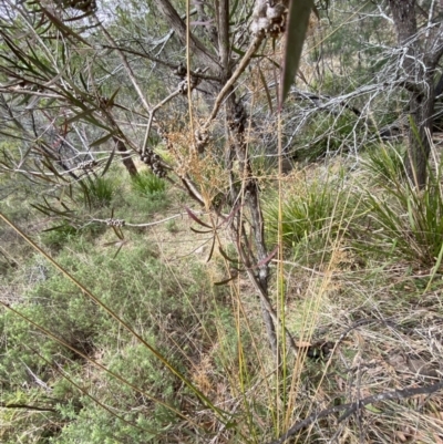 Juncus laeviusculus subsp. illawarrensis