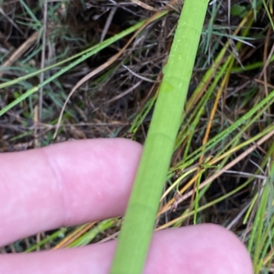 Juncus microcephalus