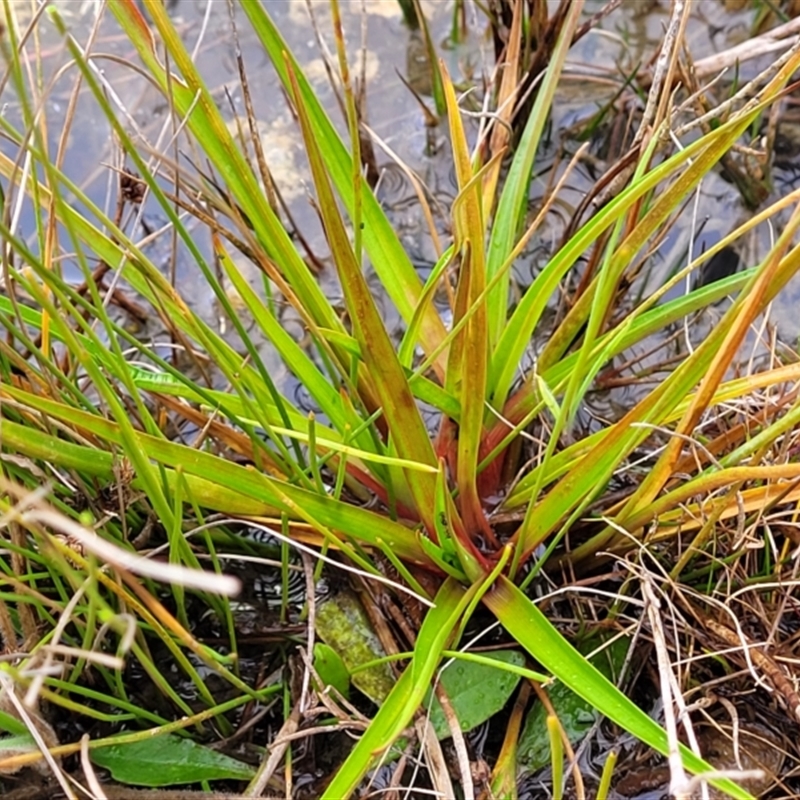 Juncus planifolius