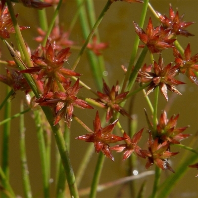 Juncus prismatocarpus