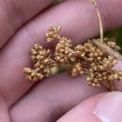 Juncus procerus