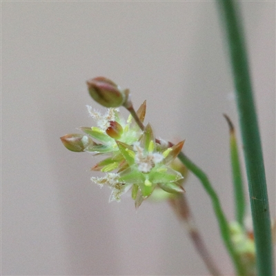 Juncus remotiflorus