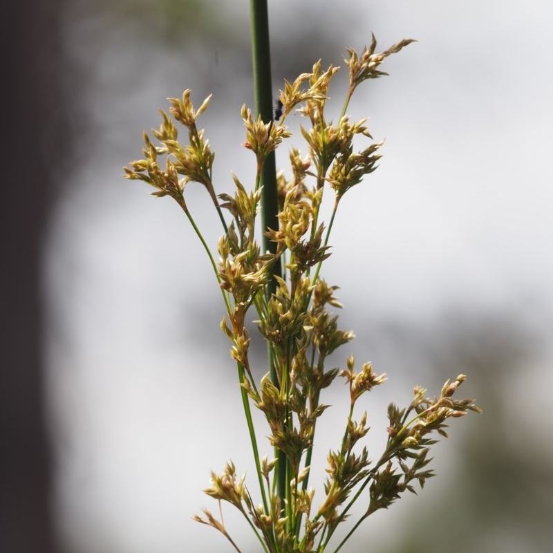 Juncus sarophorus